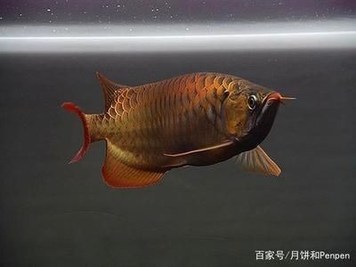 龍魚病后如何恢復身體功能：龍魚病后恢復身體功能的方法