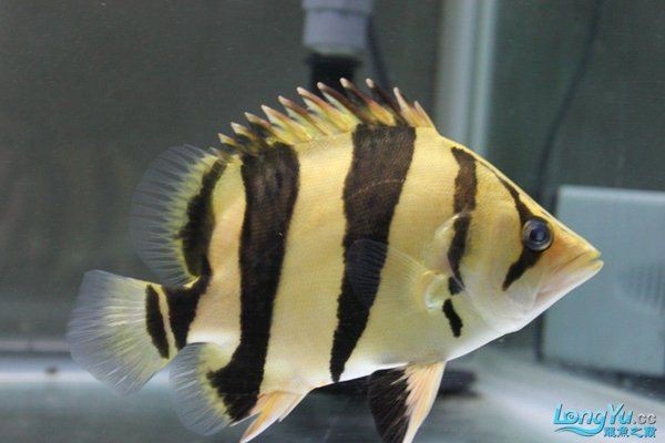 虎魚長什么樣子