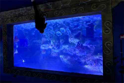 饒陽縣胡楊花卉水族館（饒陽縣胡楊花卉水族館電話）