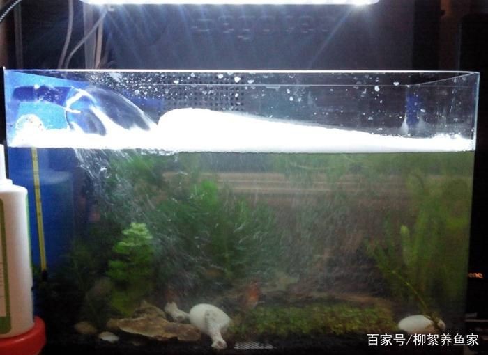 魚缸水好多泡沫是怎么回事（魚缸水好多泡沫是怎么回事是怎么回事）