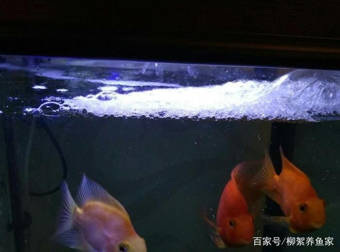 魚缸水好多泡沫是怎么回事（魚缸水好多泡沫是怎么回事是怎么回事）
