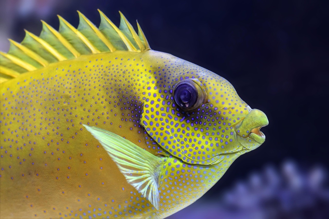黃鰭鯧魚