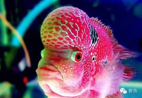 如何檢測魚缸中的有害細菌：檢測魚缸中的有害細菌