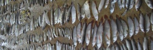 如何檢測魚缸中的有害細菌：檢測魚缸中的有害細菌