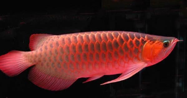 紅龍魚價值