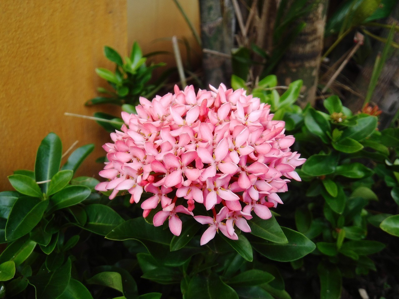 姑蘇區(qū)眾里尋花鮮花店