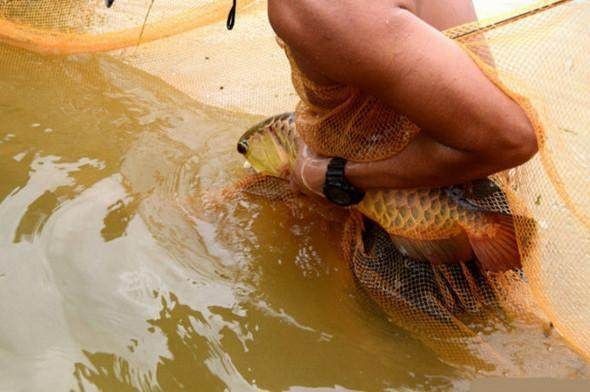 哪里有野生金龍魚：野生金龍魚的價值與風險