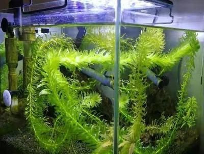 觀賞魚缸中的水草爛葉子是由于水質問題引起的嗎：觀賞魚缸中水草爛葉子怎么辦