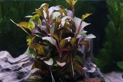 觀賞魚缸中的水草爛葉子是由于水質問題引起的嗎：觀賞魚缸中水草爛葉子怎么辦