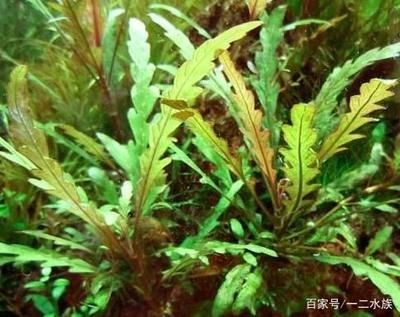 觀賞魚缸中的水草爛葉子是由于水質問題引起的嗎：觀賞魚缸中水草爛葉子怎么辦