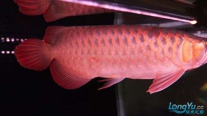 龍魚立鱗初期表現(xiàn)什么（龍魚立鱗病的初期表現(xiàn)）