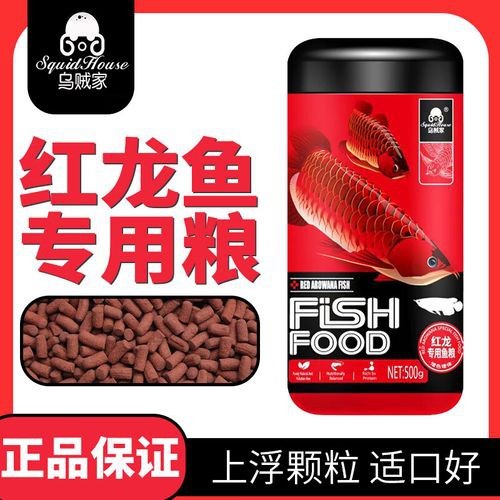 紅龍魚喂飼料好不好呢圖片