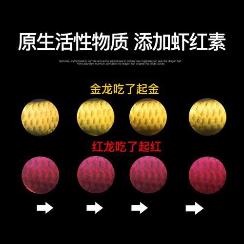 紅龍魚喂飼料好不好呢圖片