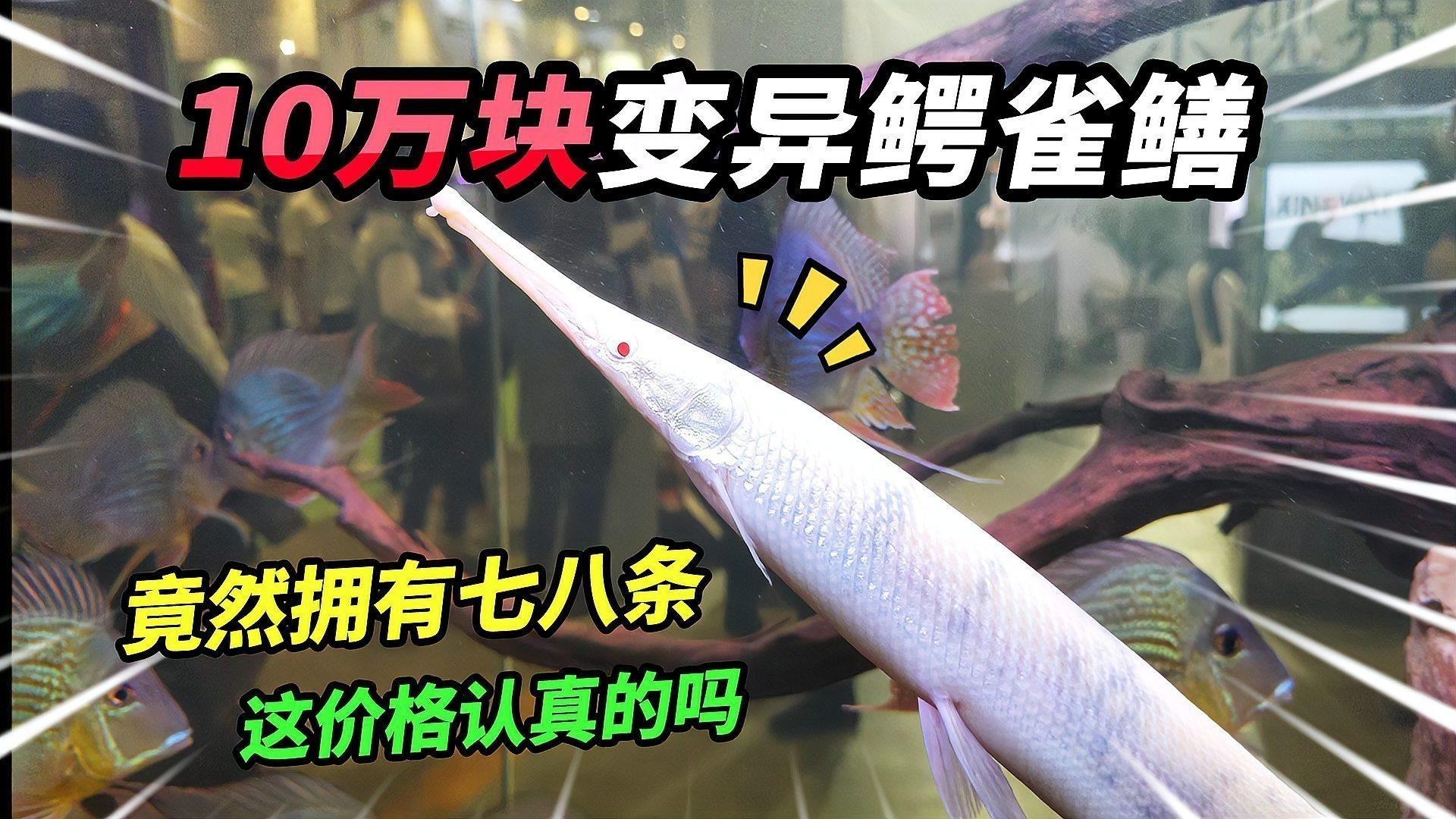 紅龍魚品種價格差異大嗎？
