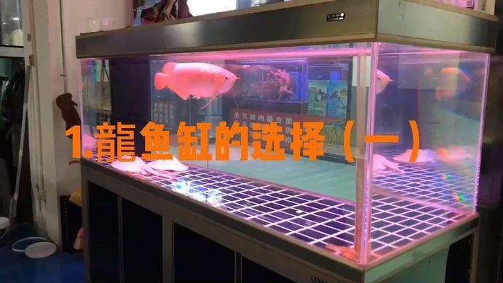 龍魚缸選擇：如何根據不同需求和條件選擇適合的龍魚缸