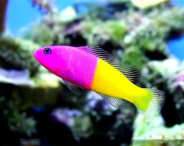 淡水蝦虎魚種類大全
