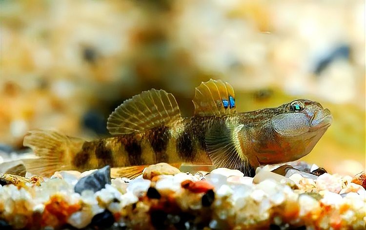 淡水蝦虎魚種類大全