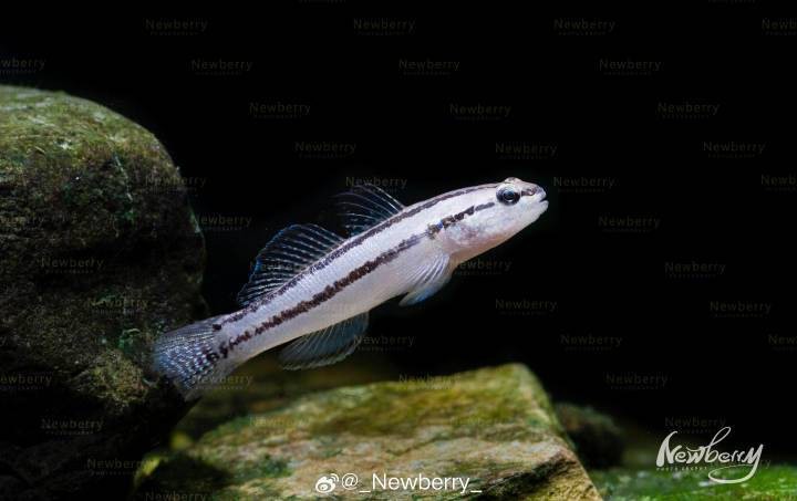 淡水蝦虎魚種類大全