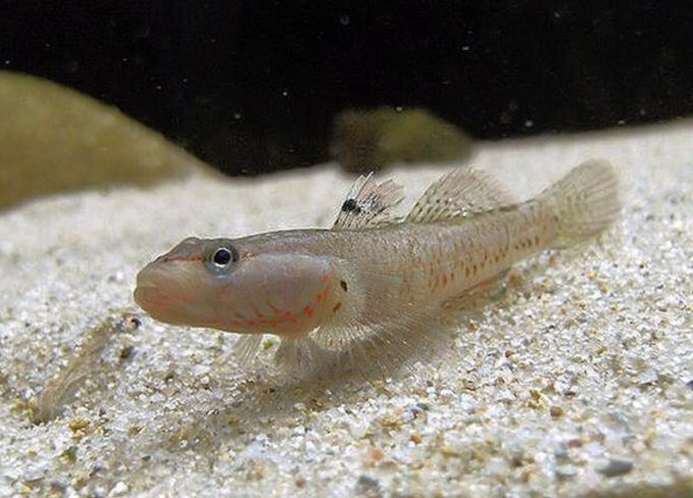 淡水蝦虎魚種類大全