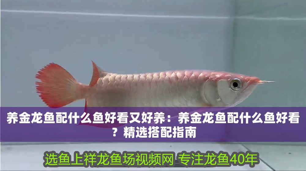 養金龍魚配什么魚好看又好養：養金龍魚配什么魚好看？精選搭配指南