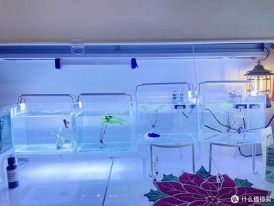 西洲曲魚缸燈：西洲曲led魚缸燈