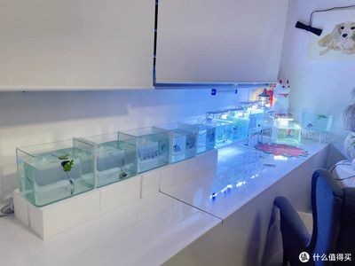 西洲曲魚缸燈：西洲曲led魚缸燈