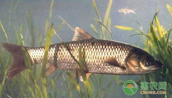 魚缸白皮：關于魚缸白皮病的詳細信息