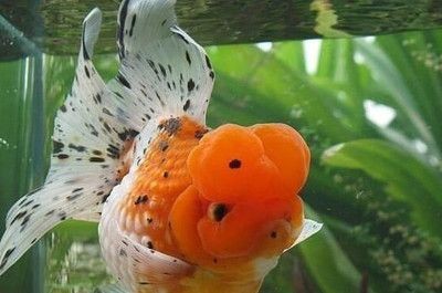 放魚缸的沙子怎么洗（清洗魚缸沙子的幾種方法） 放魚缸的沙子怎么洗（清洗魚缸沙子的幾種方法） 魚缸百科 第3張