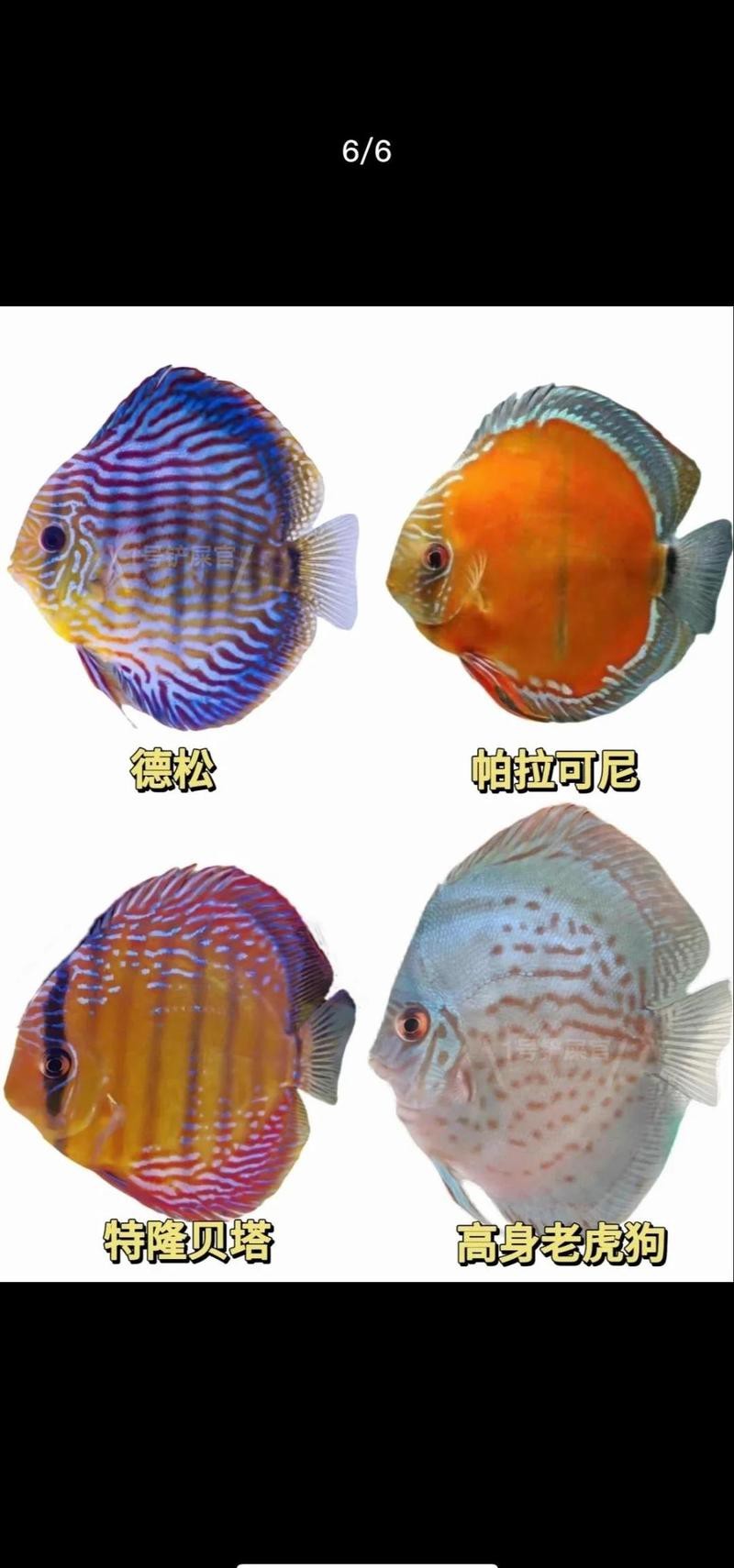 七彩神仙魚品種排行