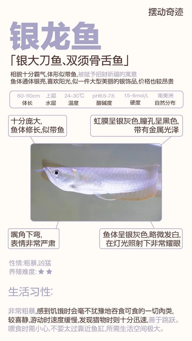 紅眼白子銀龍魚最簡單三個步驟圖片