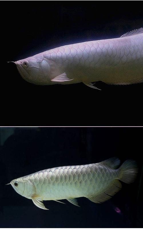 紅眼白子銀龍魚最簡單三個步驟圖片