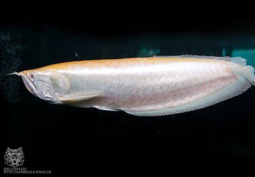 紅眼白子銀龍魚最簡單三個步驟圖片