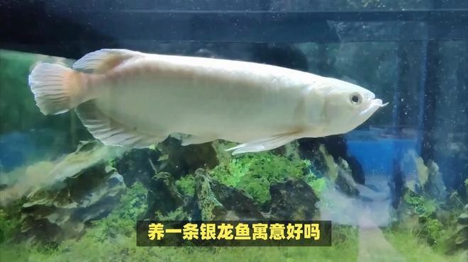 銀龍魚最經典十句話 銀龍魚最經典十句話 龍魚論壇 第3張