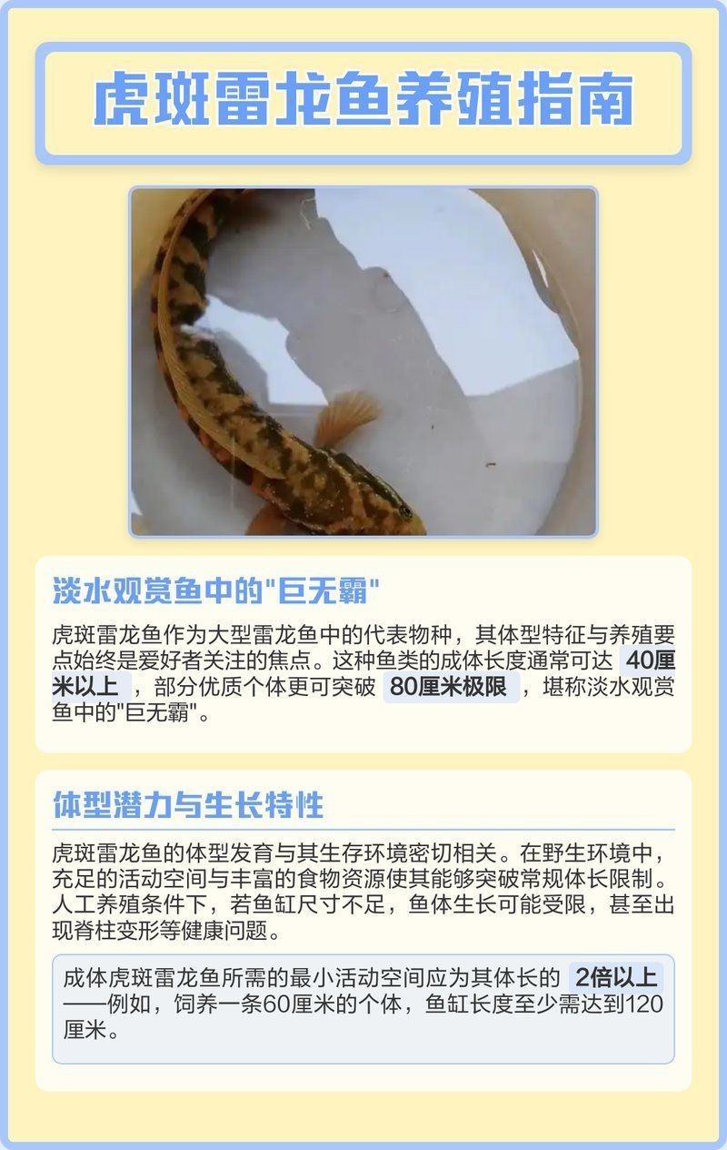 虎斑恐龍魚能長到多大