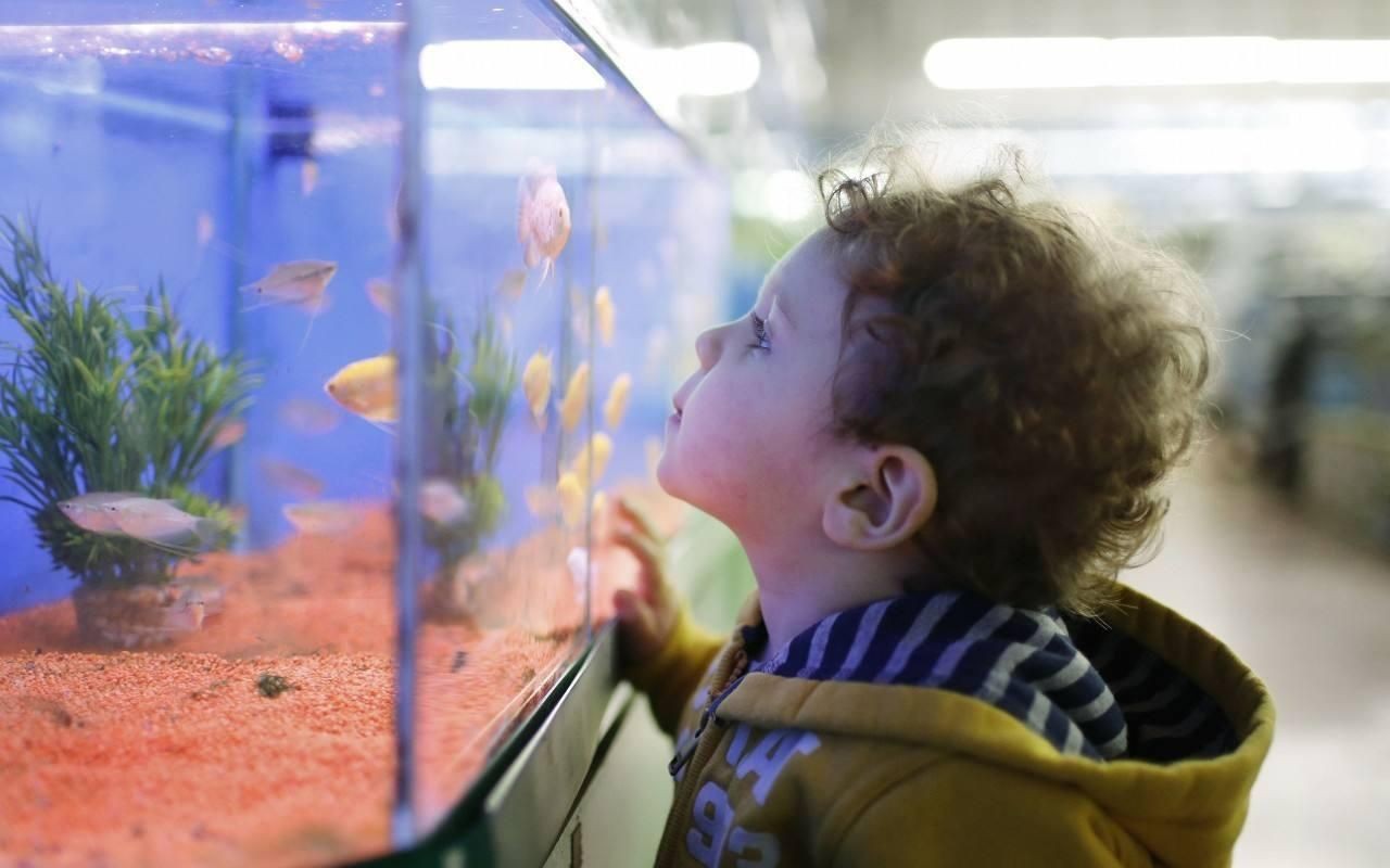 魚缸里的孩子：如何應用魚缸法則培養孩子，魚缸法則在家庭教育中的實踐