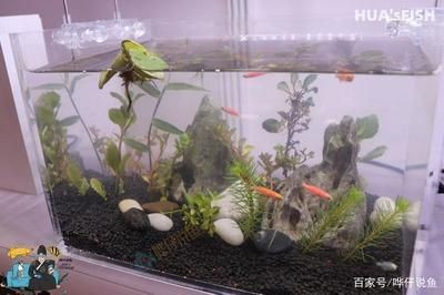 魚缸的水總是發白（為什么魚缸水總是發白？）
