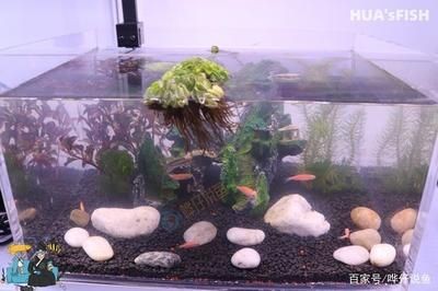 魚缸的水總是發白（為什么魚缸水總是發白？）