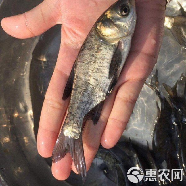 花鰱魚苗活體黑麻鰱
