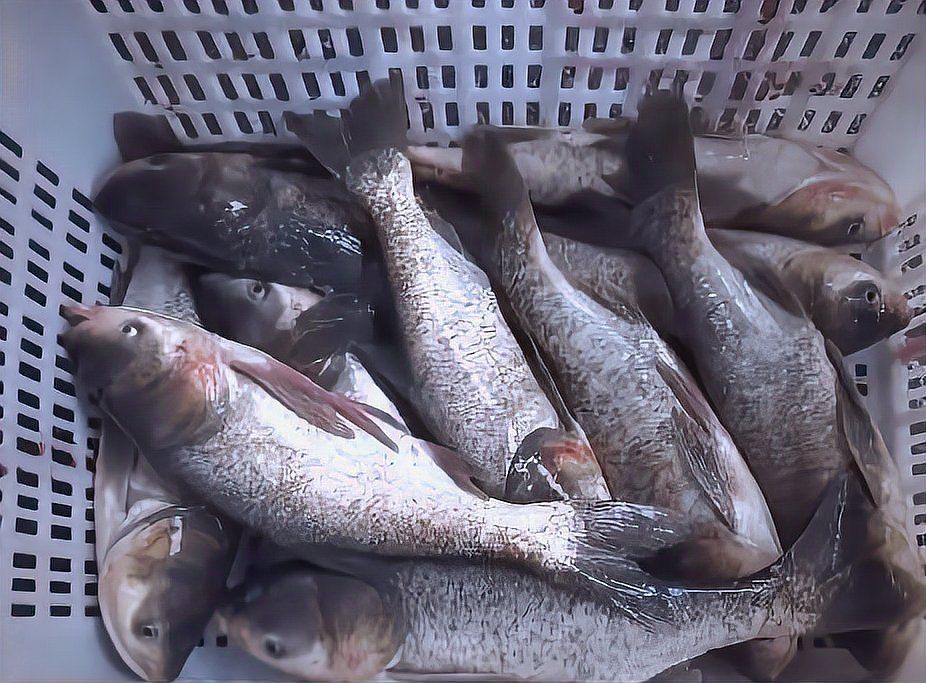 花鰱魚苗活體黑麻鰱