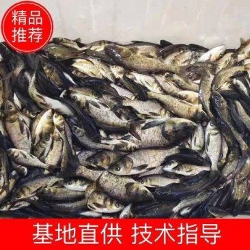 花鰱魚苗活體黑麻鰱
