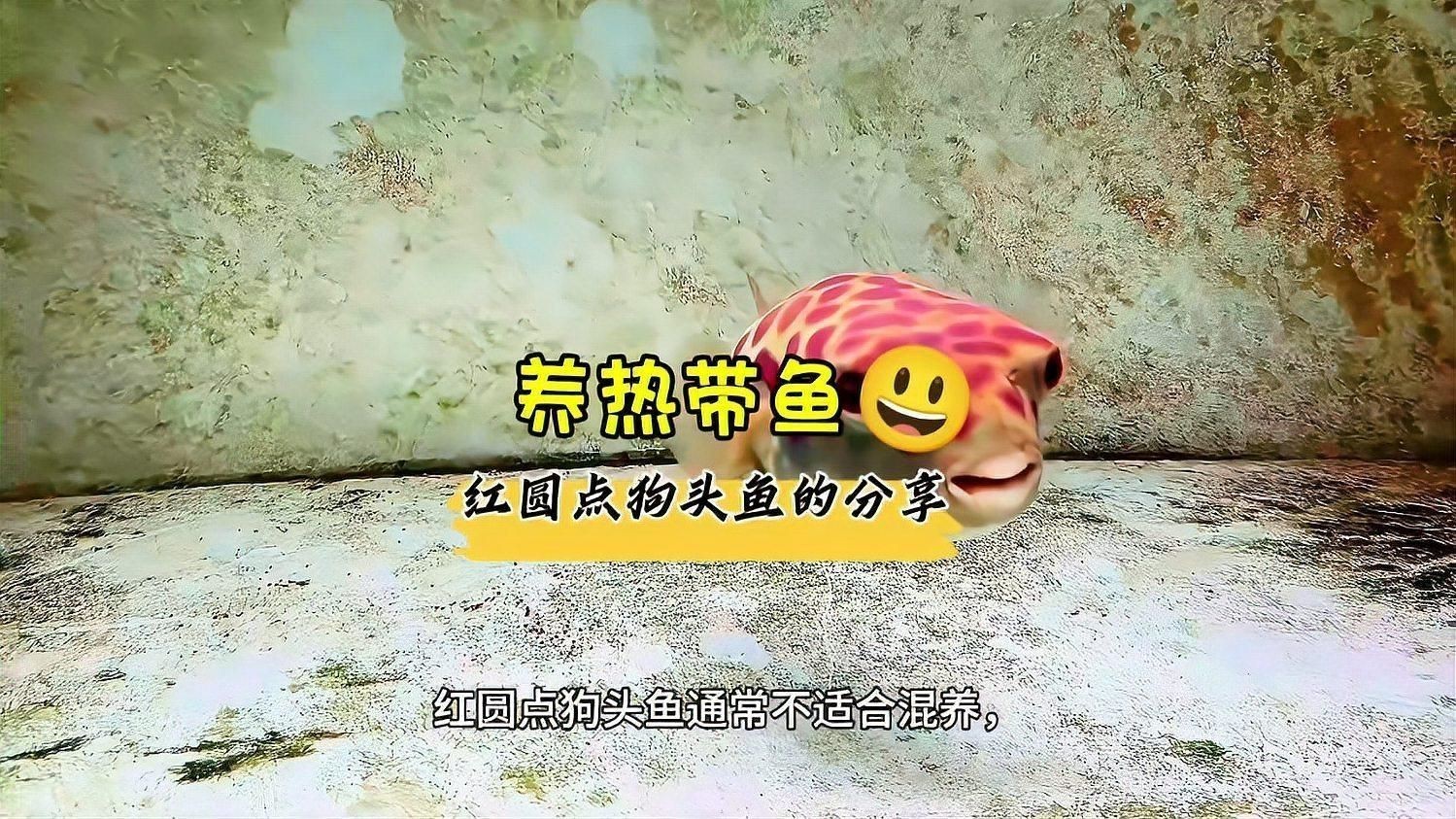 紅圓點狗頭魚是紅眼最好嗎