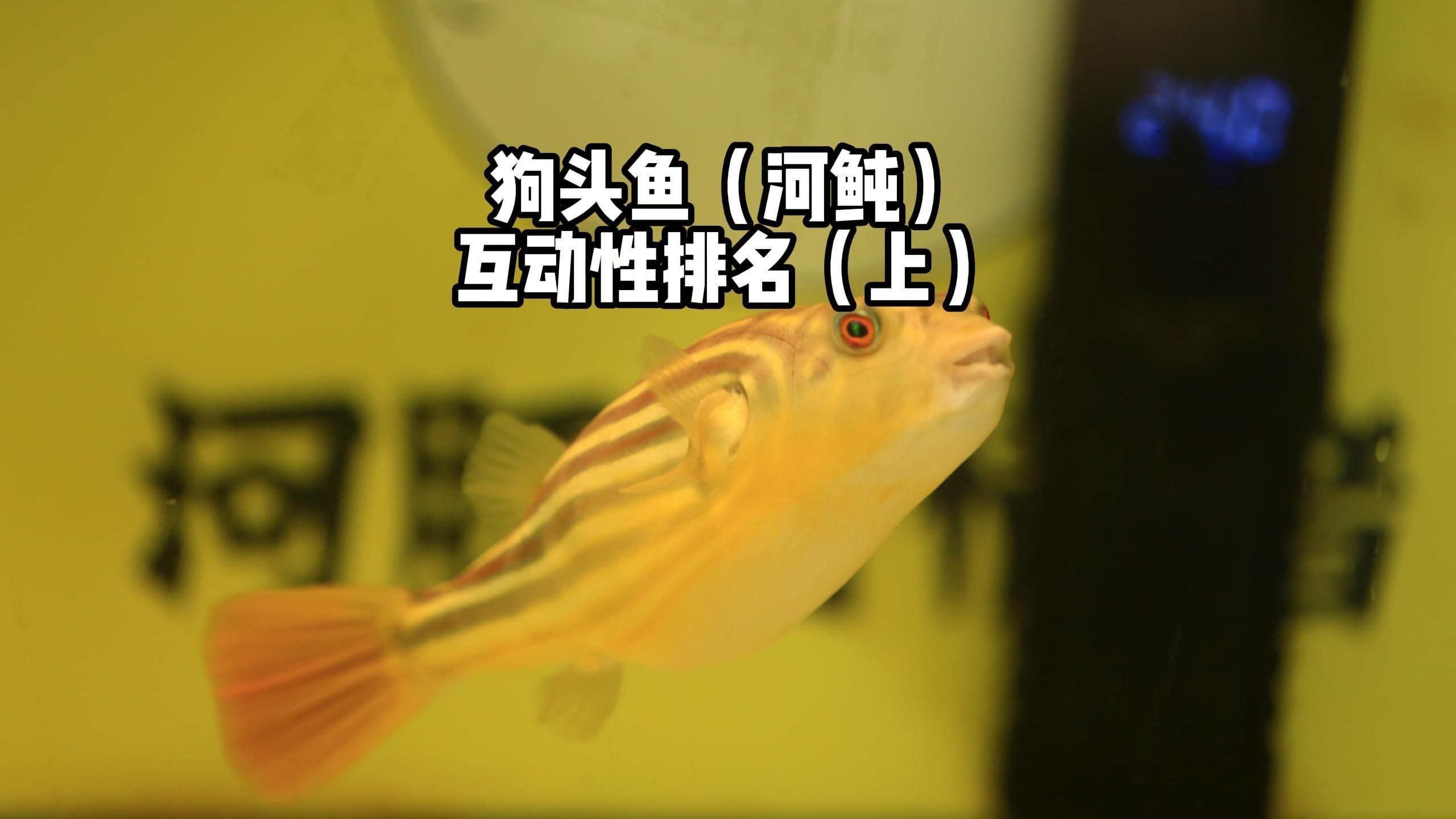紅圓點狗頭魚是紅眼最好嗎