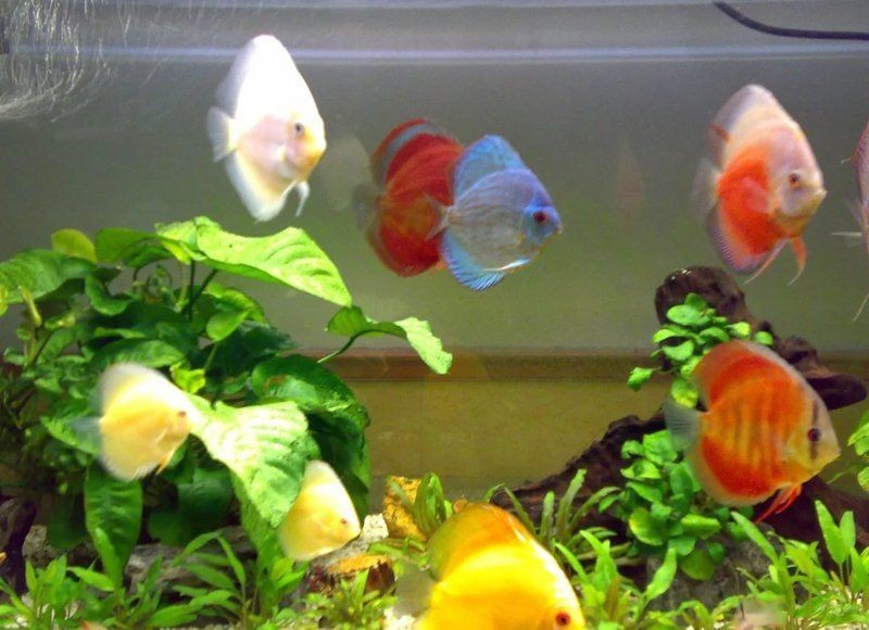 紅財神魚產卵