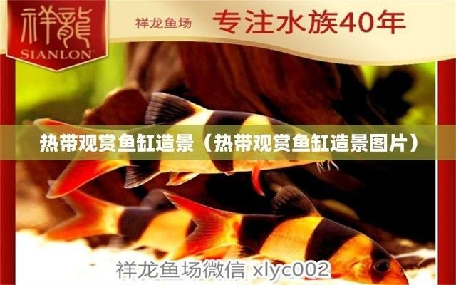 熱帶魚缸圖片欣賞（熱帶魚缸造景技巧）