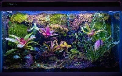 剛用玻璃膠粘的魚缸多久可以養(yǎng)魚了（使用玻璃膠粘接魚缸后需要考慮到魚缸的安全性和水質(zhì)的適應(yīng)性）