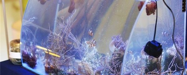 剛用玻璃膠粘的魚缸多久可以養(yǎng)魚了（使用玻璃膠粘接魚缸后需要考慮到魚缸的安全性和水質(zhì)的適應(yīng)性）