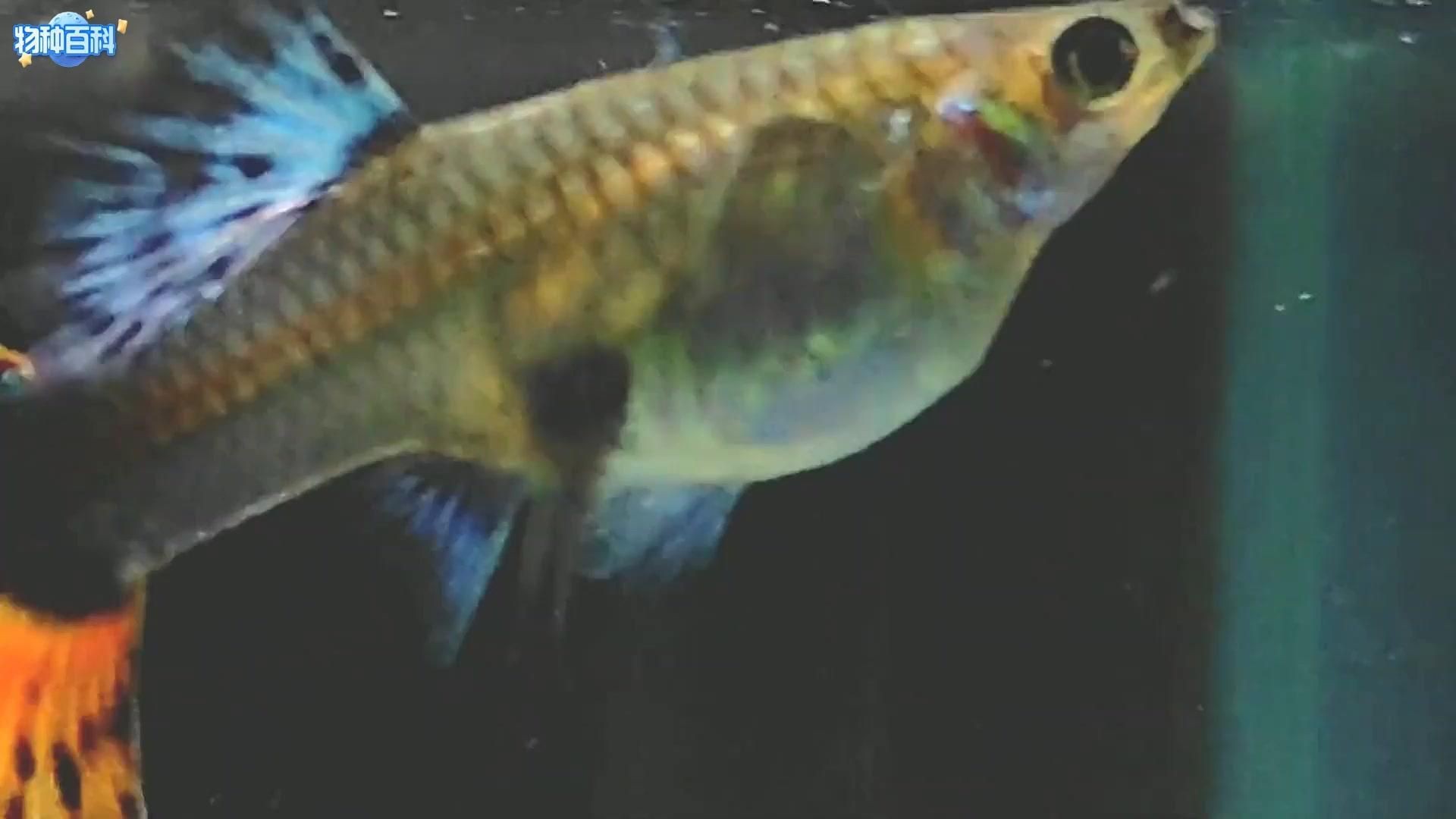 紅尾美人魚能和孔雀魚混養(yǎng)嗎