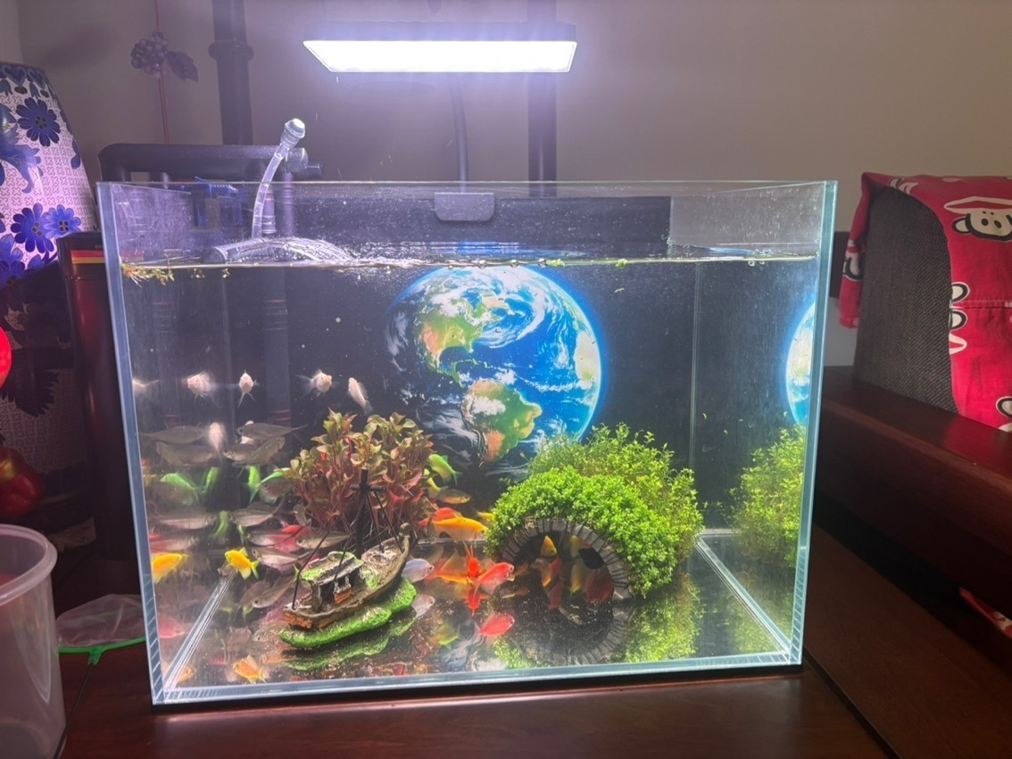 紅龍魚的挑選技巧，紅龍魚品相圖解視頻大全，