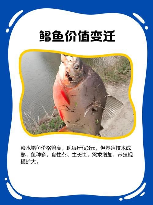 淡水鯧魚圖片