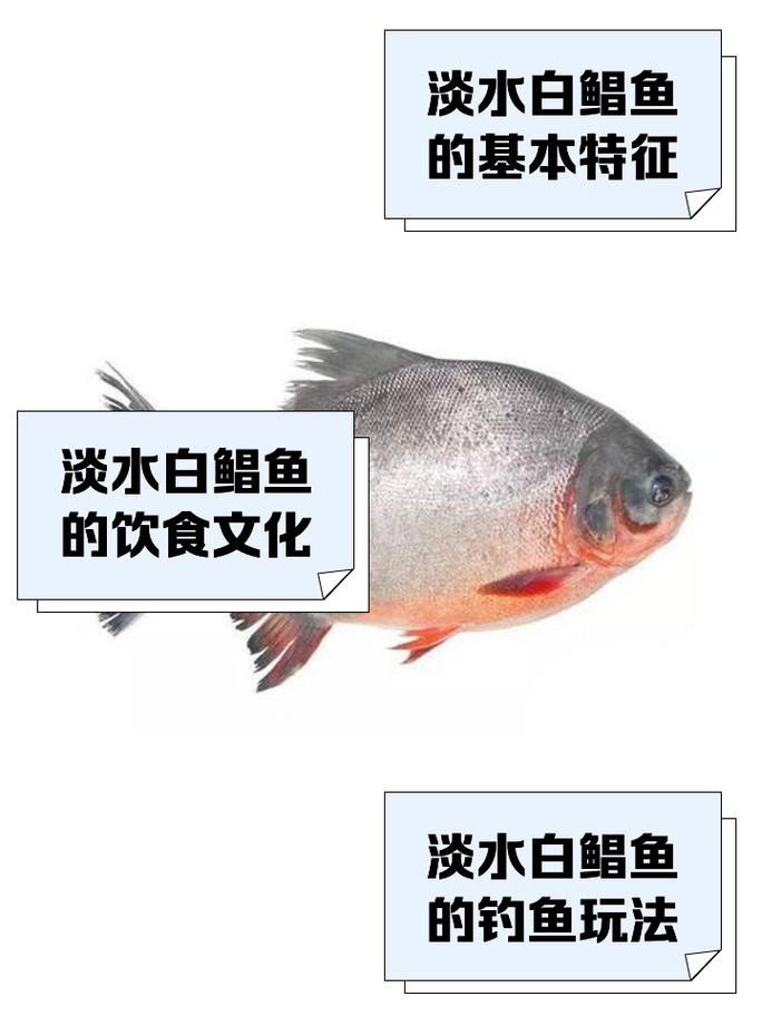 淡水鯧魚圖片